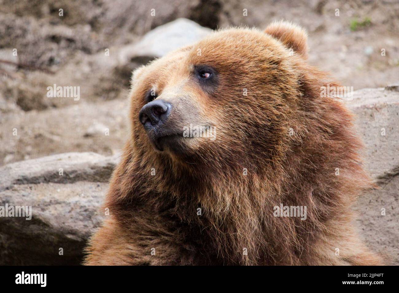 Un primo piano dell'orso bruno che guarda lateralmente. Ursus arctos. Foto Stock