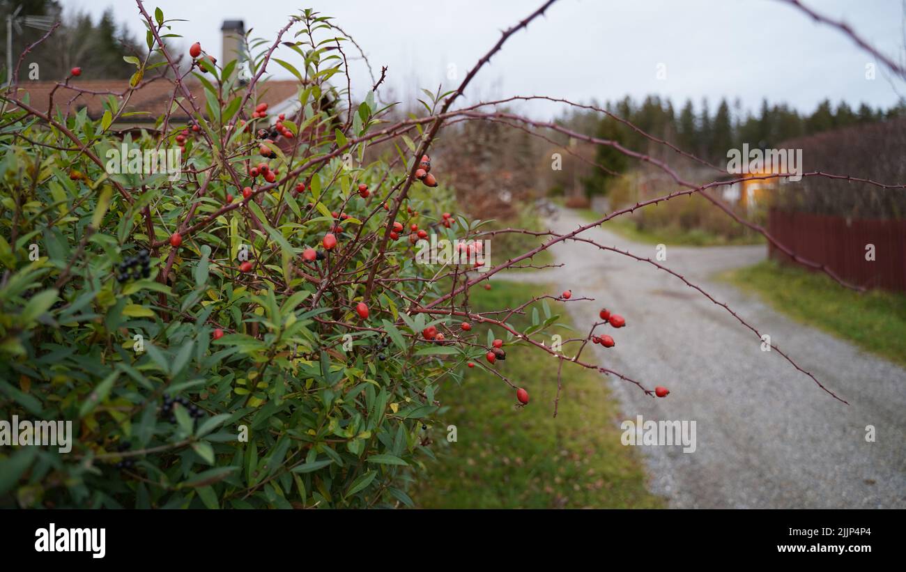 Un primo piano di un cespuglio di rose all'anca sulla strada in una giornata nuvolosa Foto Stock