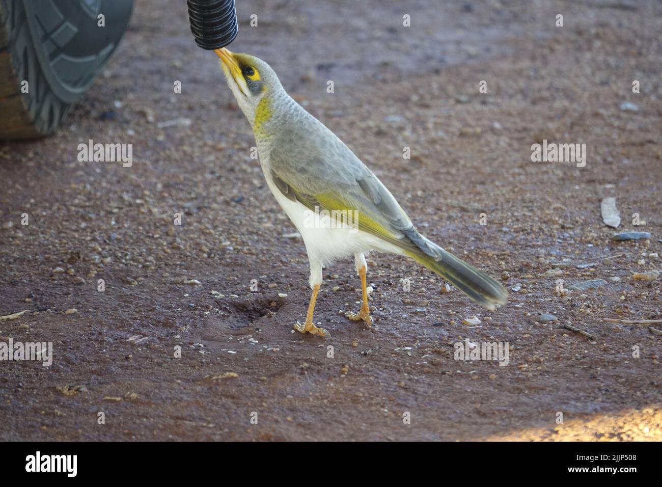 una foto di piccolo uccello a terra Foto Stock