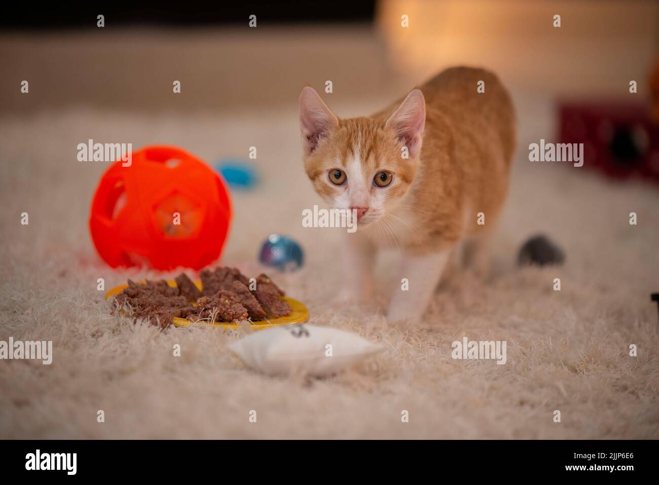 Un gatto arancione in piedi accanto al suo cibo e giocattoli all'interno di un appartamento Foto Stock