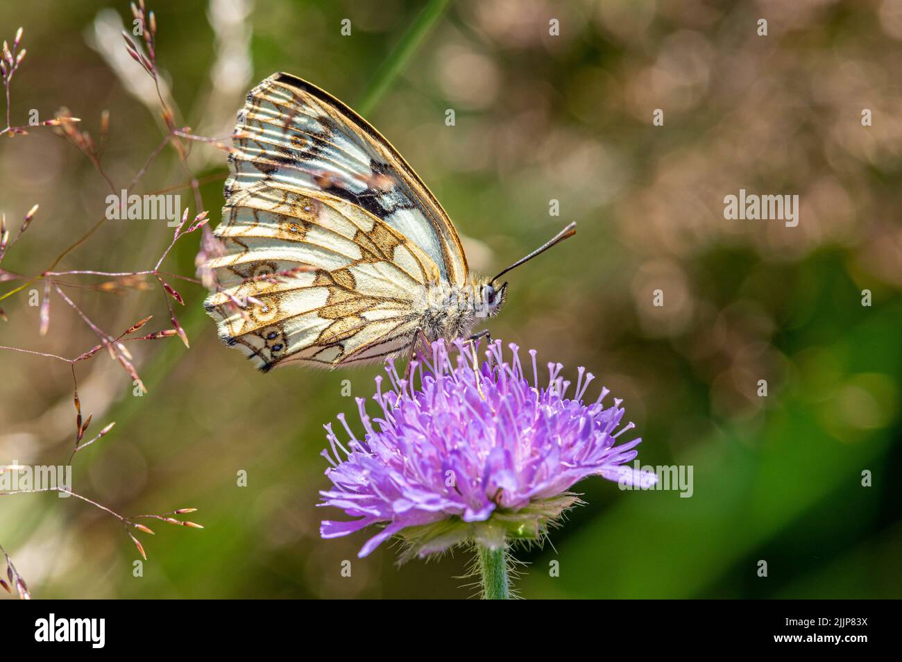Un primo piano di Melanargia Lachesis farfalla seduta su un fiore con uno sfondo verde sfocato Foto Stock