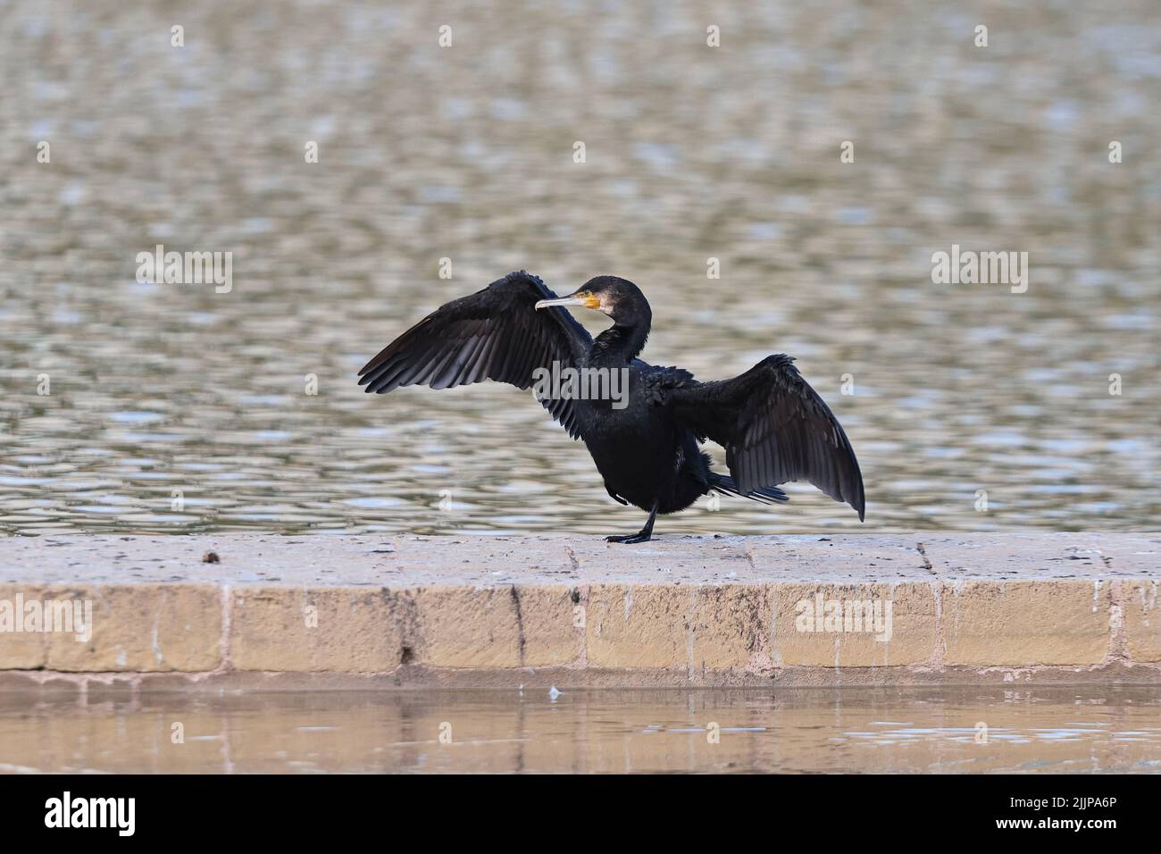 Adulto Grande cormorano Phalacrocorax carbo arroccato su una parete divisoria di saline, ali si stese per asciugarli, un piede sollevato, Malta, Mediterraneo Foto Stock