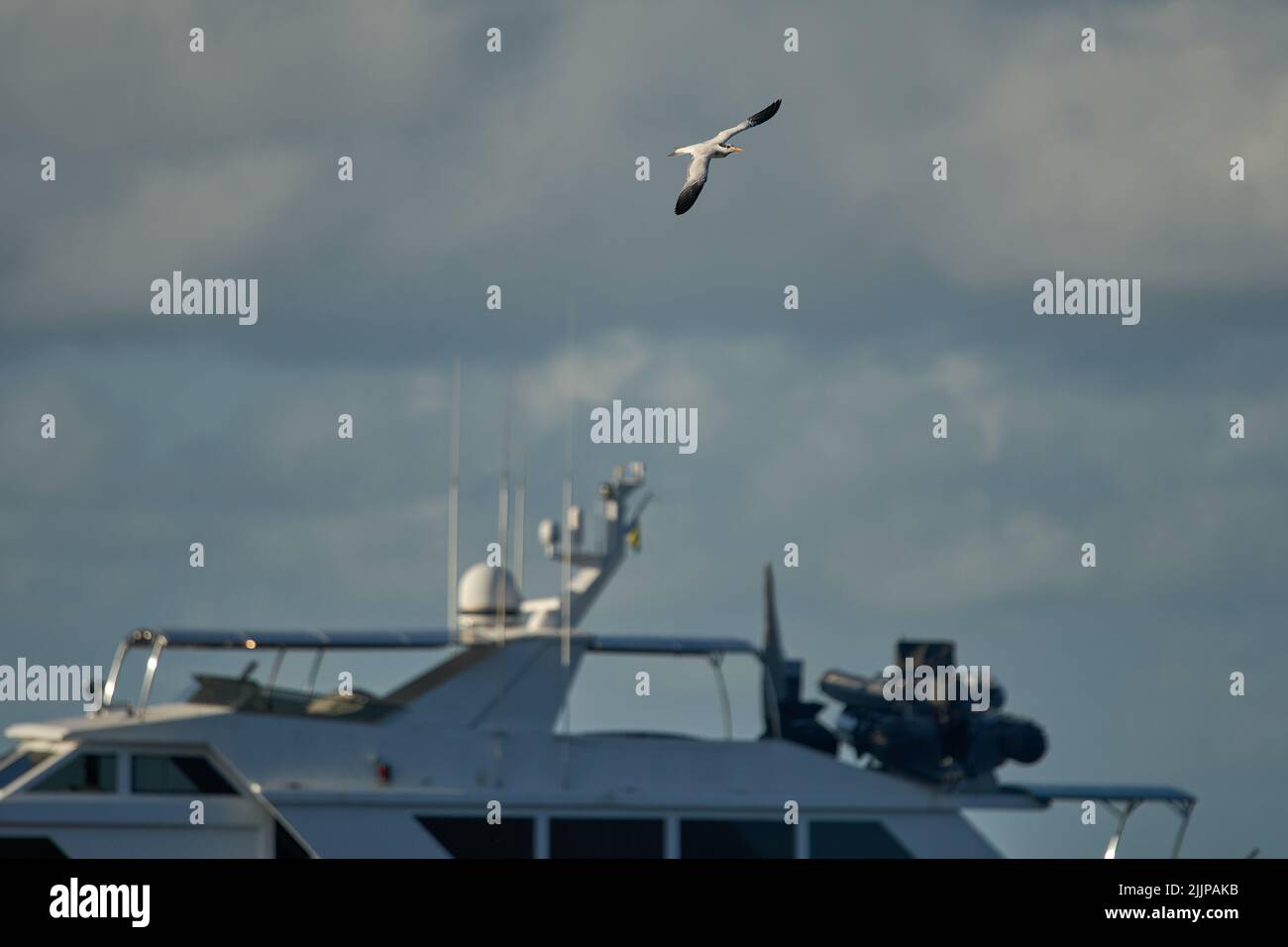 Una gannetta Australasiana con ali aperte che volano sopra uno yacht su uno sfondo blu del cielo - il concetto di libertà Foto Stock