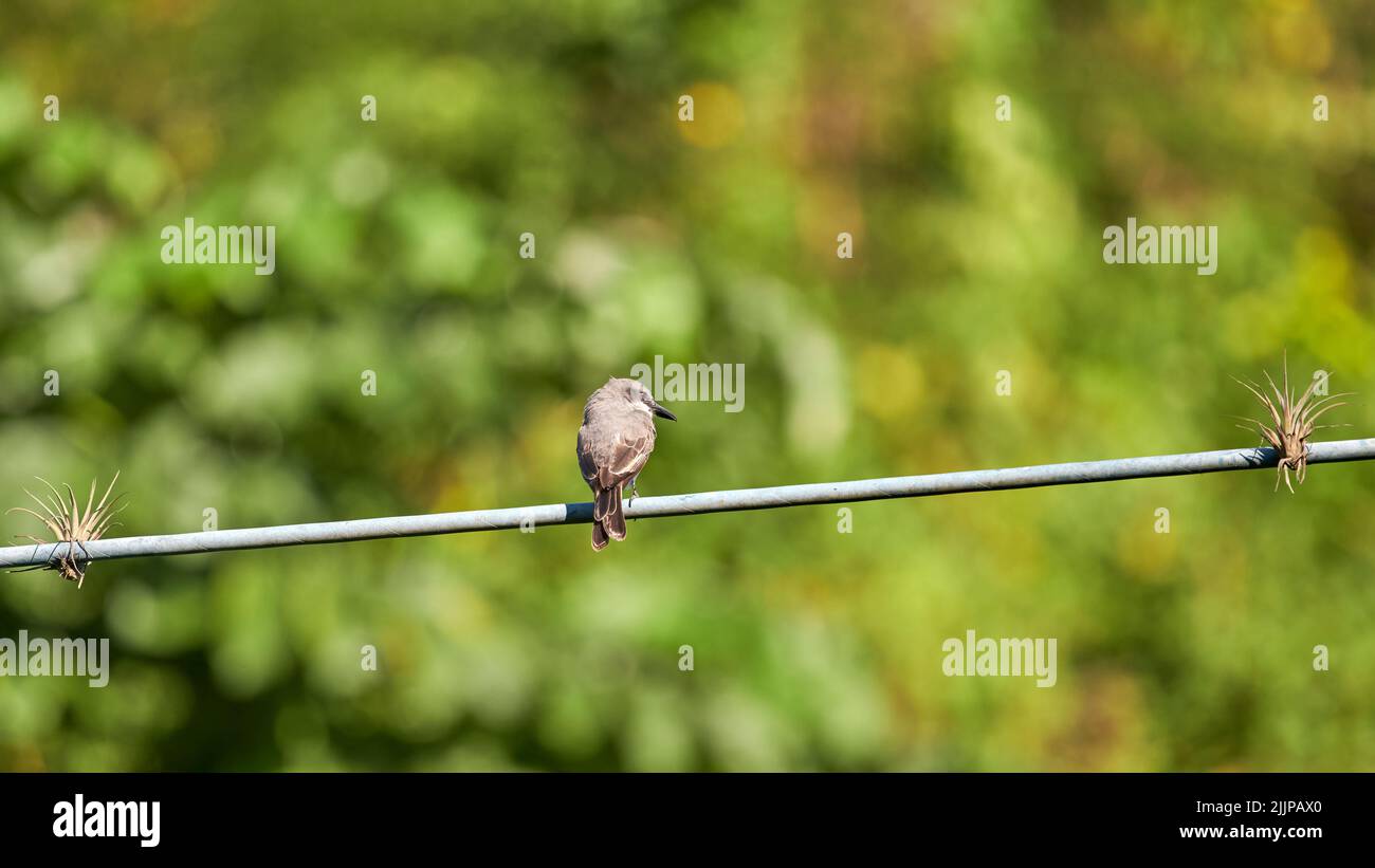 Un primo piano di un piccolo uccello in piedi su un filo con uno sfondo verde sfocato Foto Stock