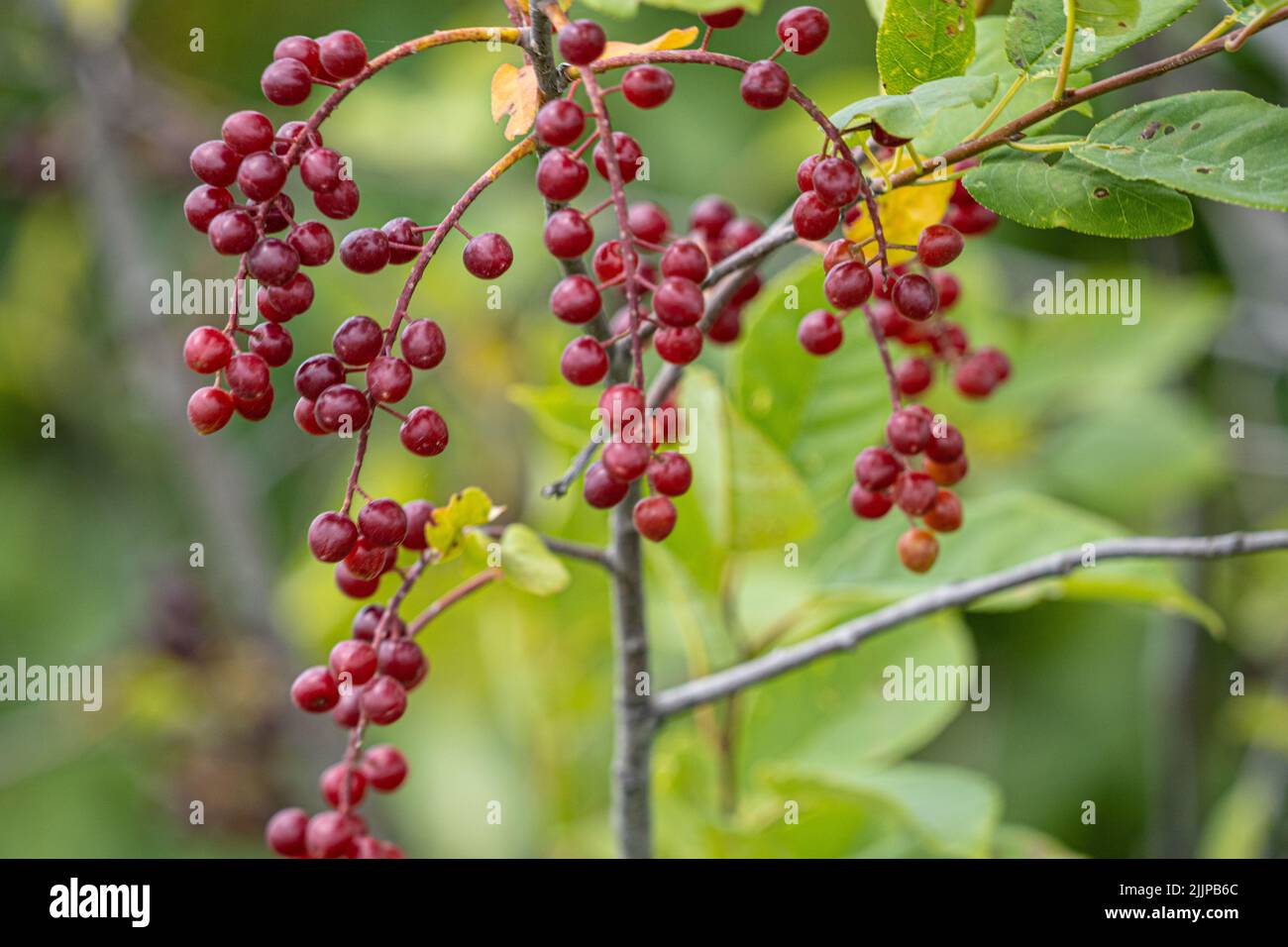 I chokecherries maturi pendono su un ramo Foto Stock