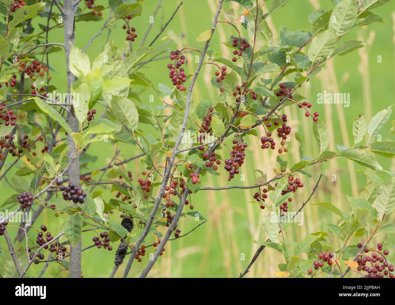 Maturo Chokecherries Hanging dall'albero Foto Stock
