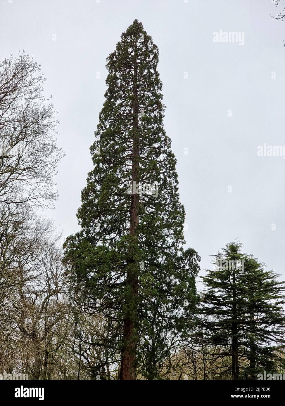 Un colpo verticale di un albero di sequoia gigante (Sequoia) con altri alberi e il cielo limpido sullo sfondo Foto Stock