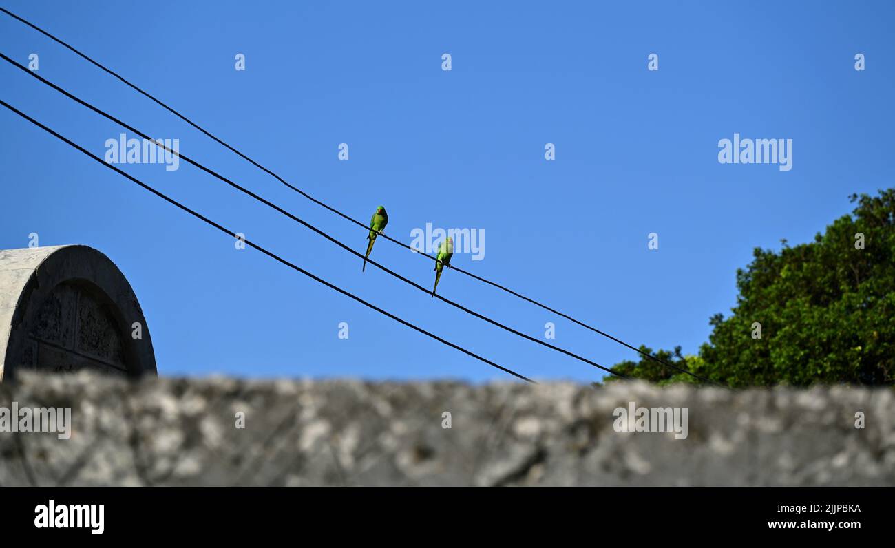 Un'inquadratura a basso angolo di due parakeets con anelli di rosa appollaiato su un filo elettrico contro il cielo blu in una luce solare intensa Foto Stock
