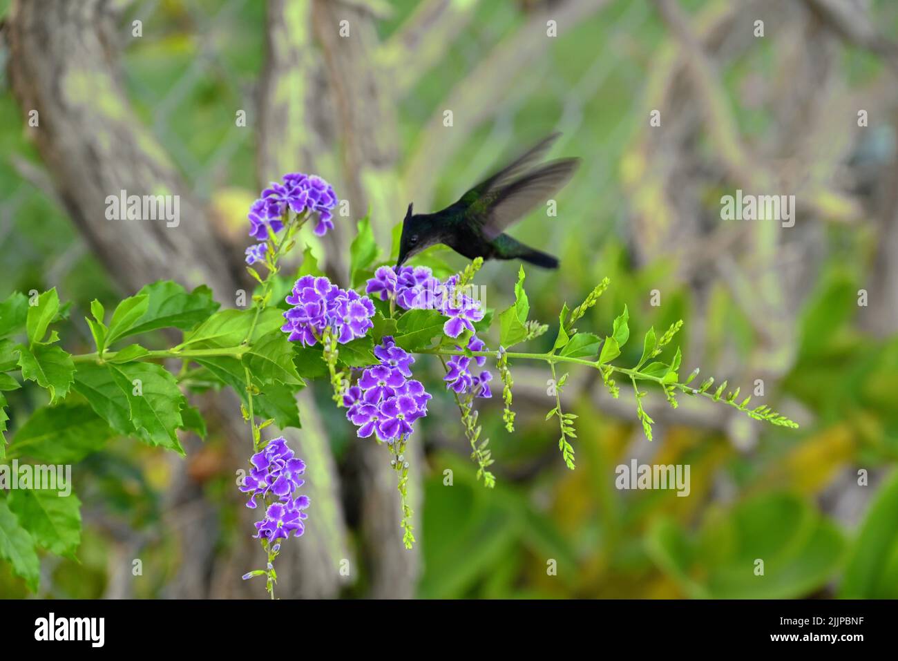 Un fuoco poco profondo di un hummingbird nero antillano crestato che mangia un pkants viola di Duranta erecta Foto Stock