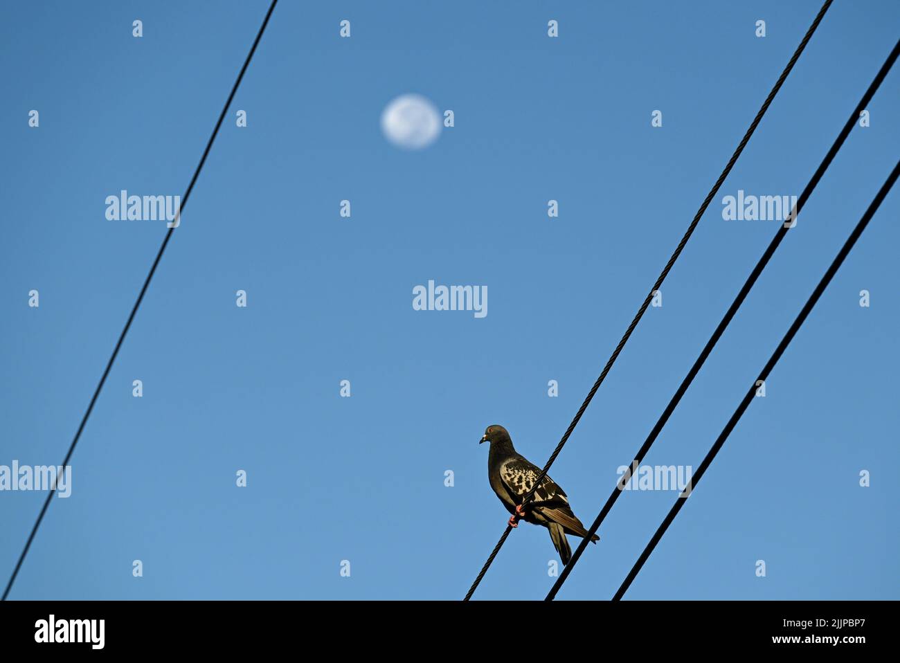 Un'inquadratura a basso angolo di un piccione nero ad alette punteggiate appollaiato su un filo elettrico contro il cielo blu con luna visibile in luce solare intensa Foto Stock