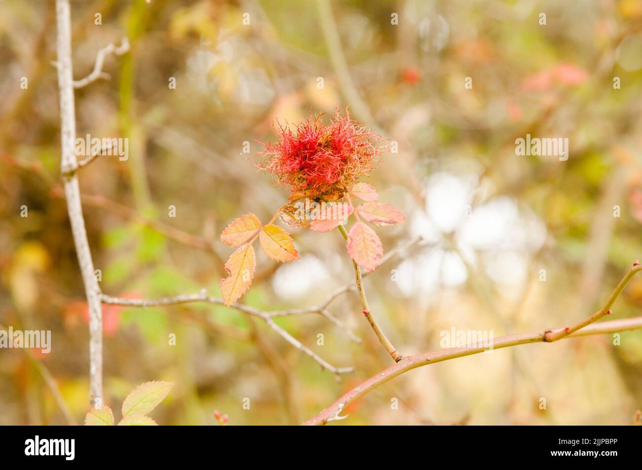 Diplolepis Rosae Gall su un cespuglio di rose selvatiche (Rosa Canina) nella foresta in autunno. Spagna. Noto come Robin's Pincushion Gall o Gall Bedeguar Pincushion. Foto Stock