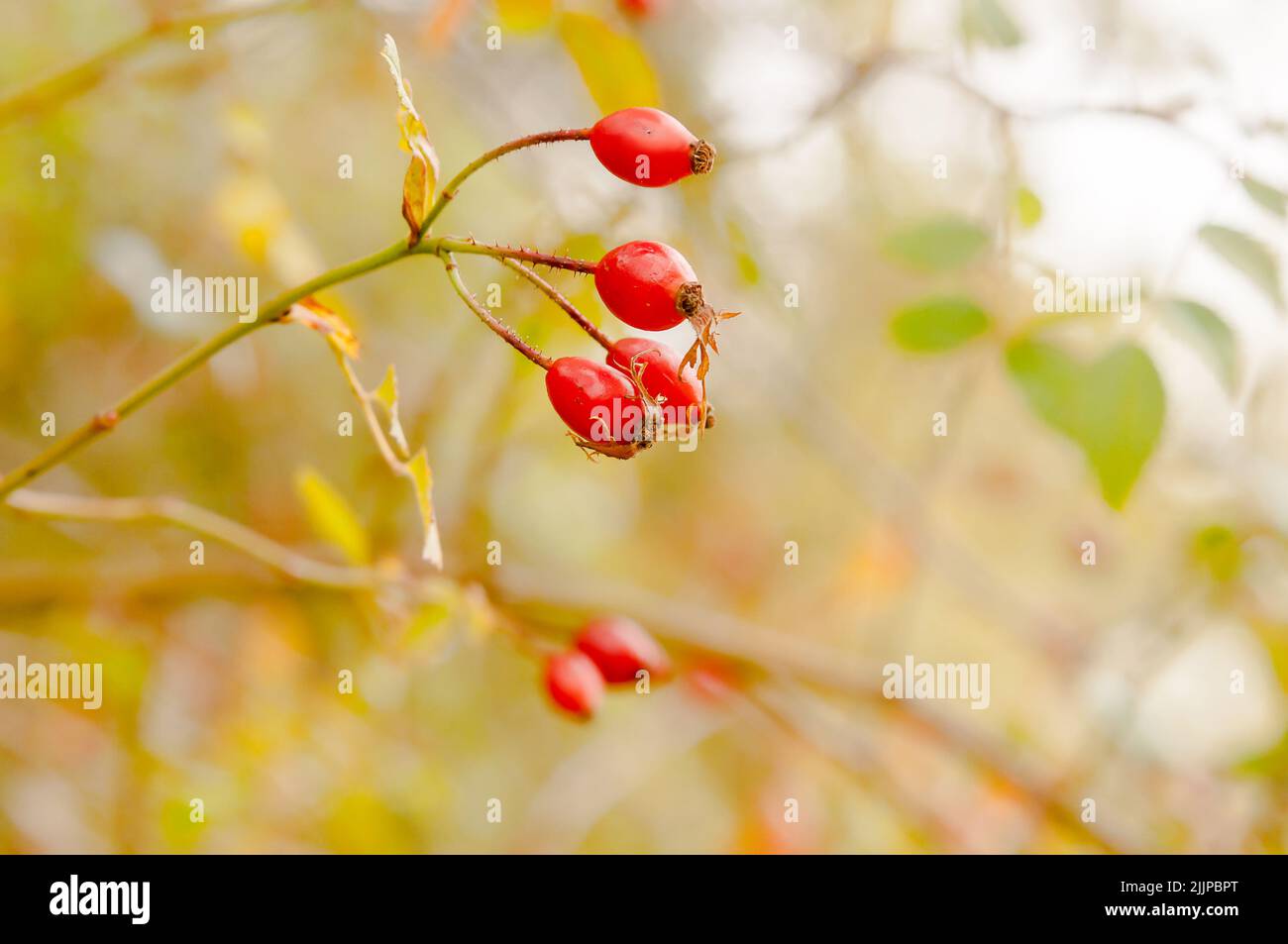 Rosa anche da un cespuglio di rose selvatiche (Canine Rose) in una foresta in Spagna in autunno. Fuoco selettivo sul frutto di fondo del 4, sfondo sfocato. Foto Stock