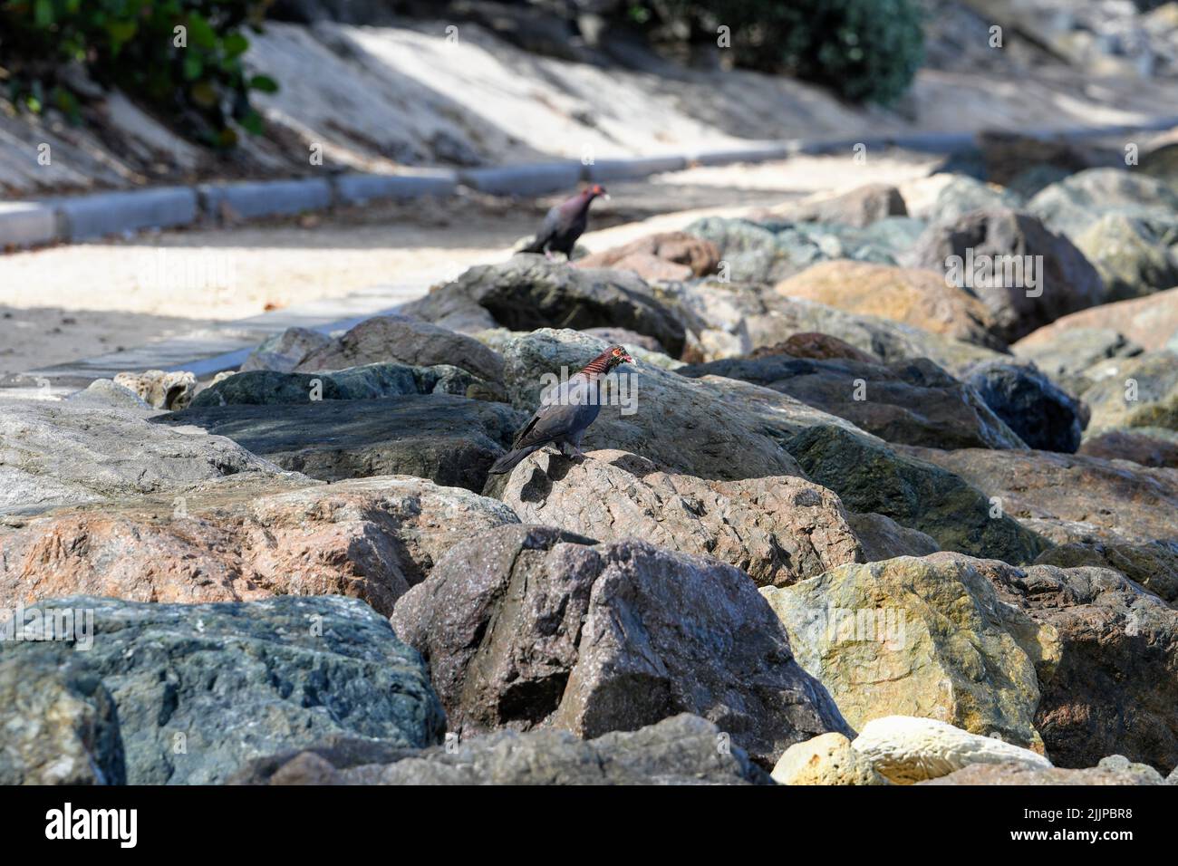 Una bella foto di due piccione con nappe scaly arroccato su rocce in spiaggia in luce solare brillante Foto Stock