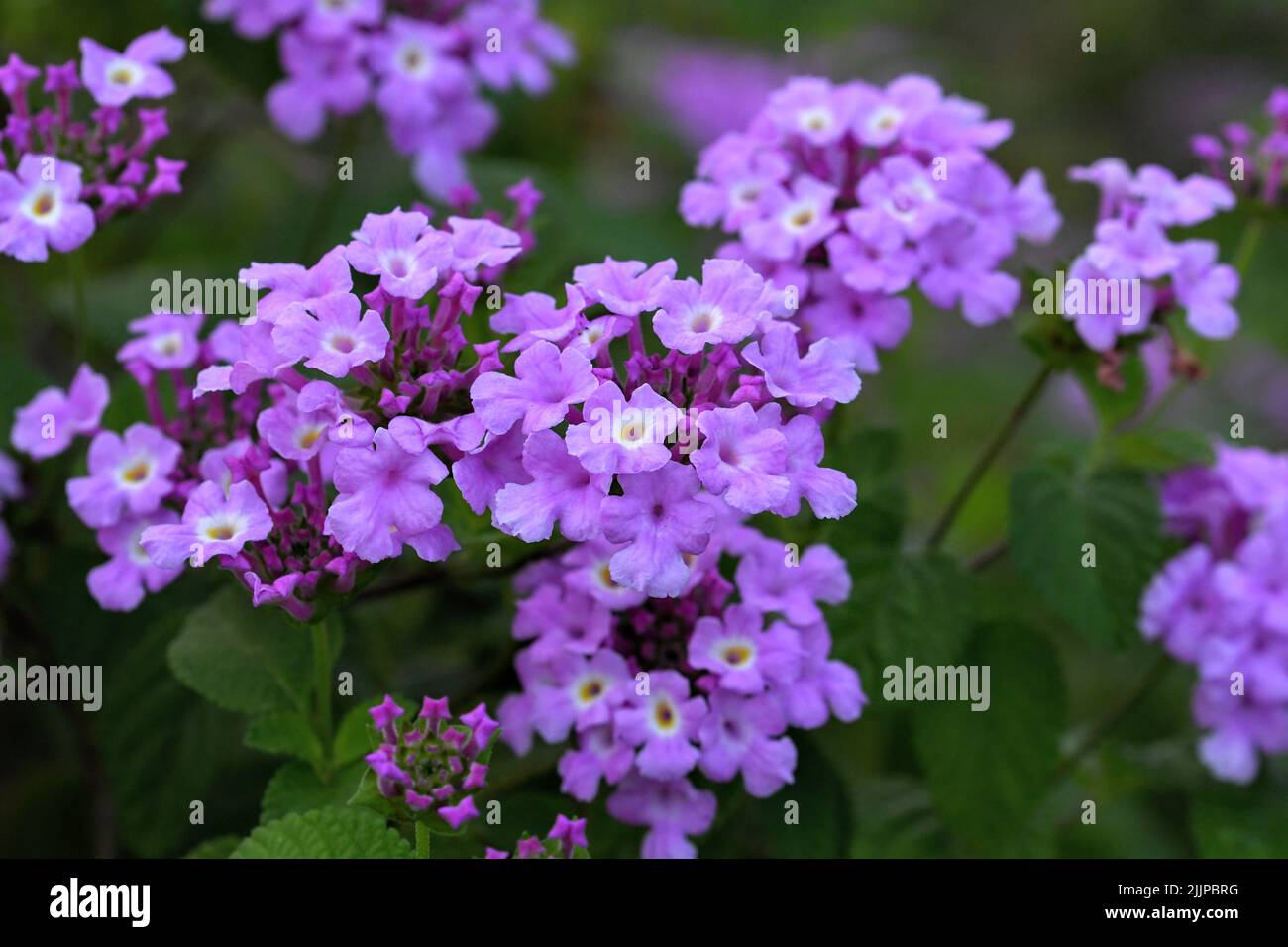 Un fuoco selettivo di piante lantana viola trainate con foglie verdi in giardino Foto Stock