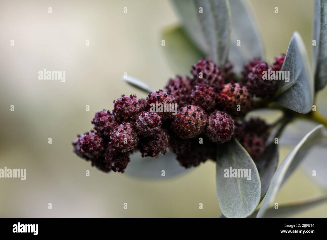 Una messa a fuoco poco profonda di Berry cluster con sfondo sfocato Foto Stock