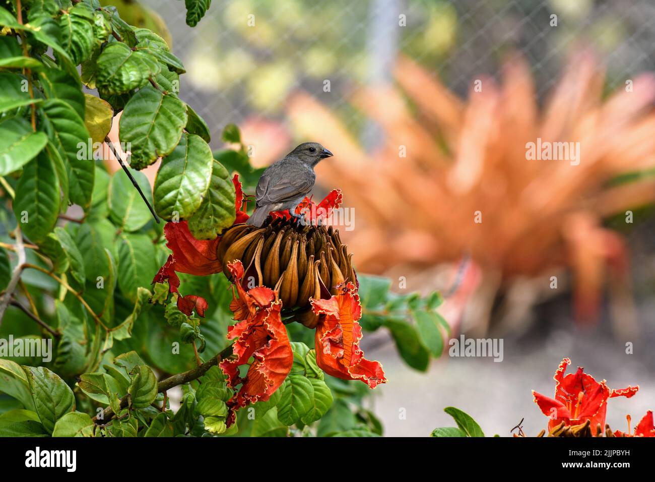 primo piano di passero seduto su un bel fiore rosso coperto di foglie verdi Foto Stock