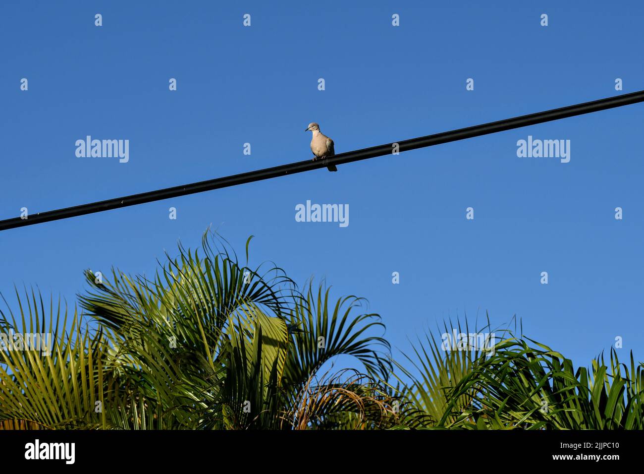 Un angolo basso di un piccione su un filo nero sopra le piante verdi con un cielo blu sfondo Foto Stock