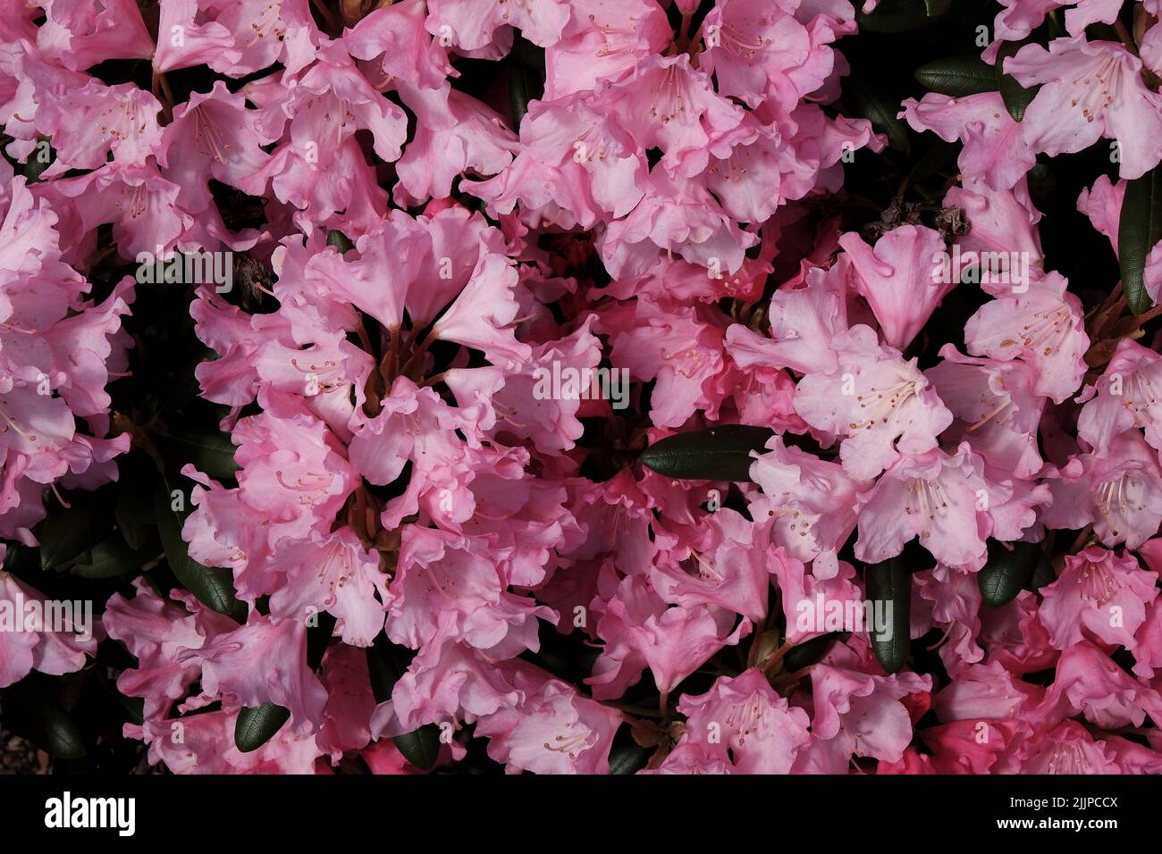 Un primo piano di fiori rosa azalea in un giardino Foto Stock