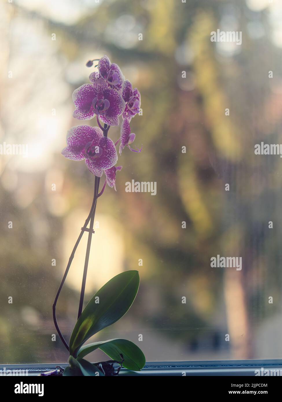 Un colpo verticale di una specie di fiori di orchidea viola in un vaso su un davanzale su uno sfondo sfocato Foto Stock