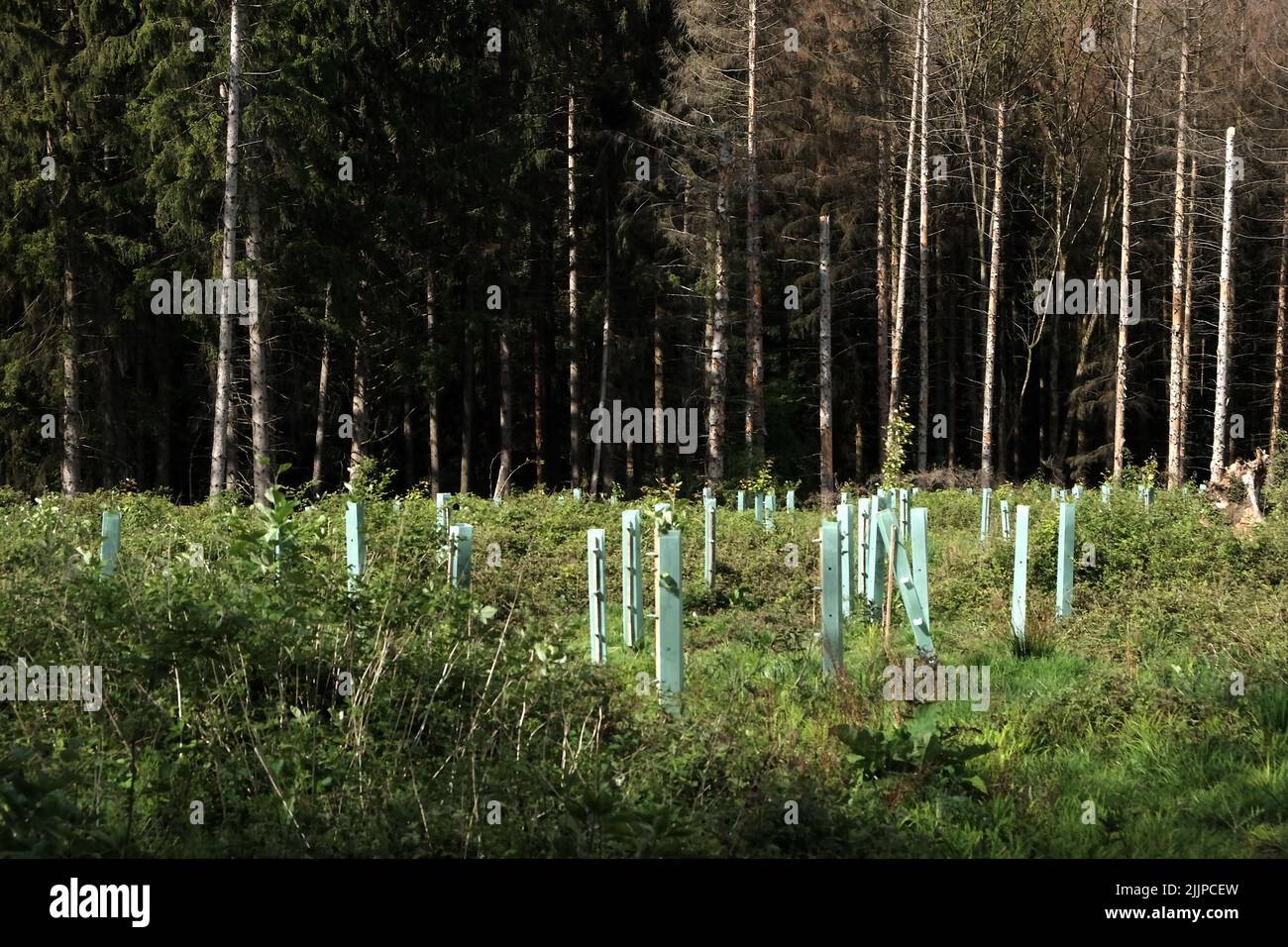 Una vista naturale di palestre in legno e alte palme in campagna Foto Stock