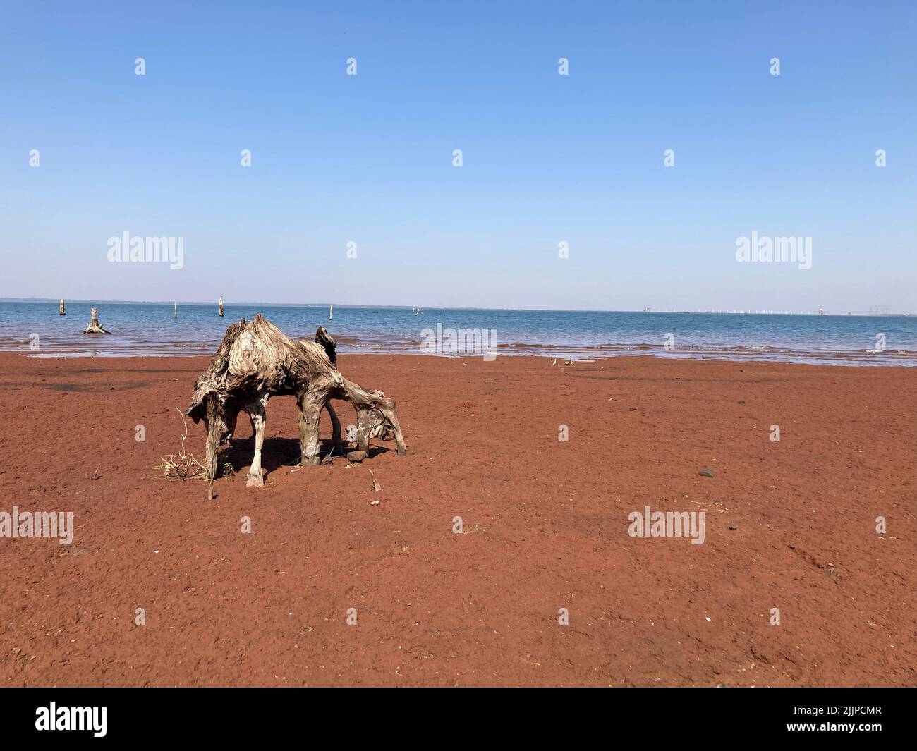 Una luminosa giornata estiva in una spiaggia con un vecchio albero arrugginito in mezzo alla sabbia Foto Stock