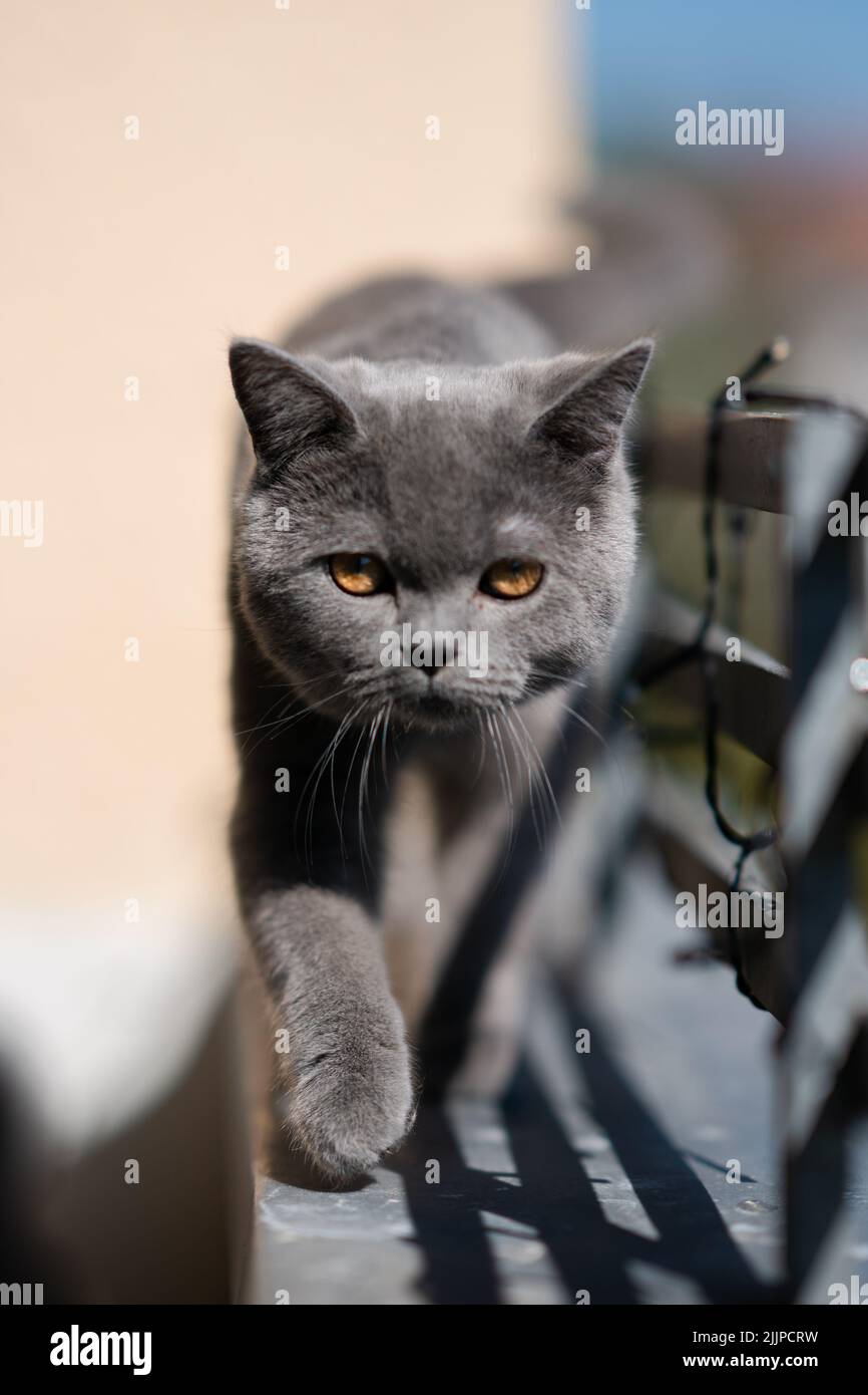 Scatto verticale di un gatto grigio che cammina direttamente verso la fotocamera su uno sfondo sfocato Foto Stock