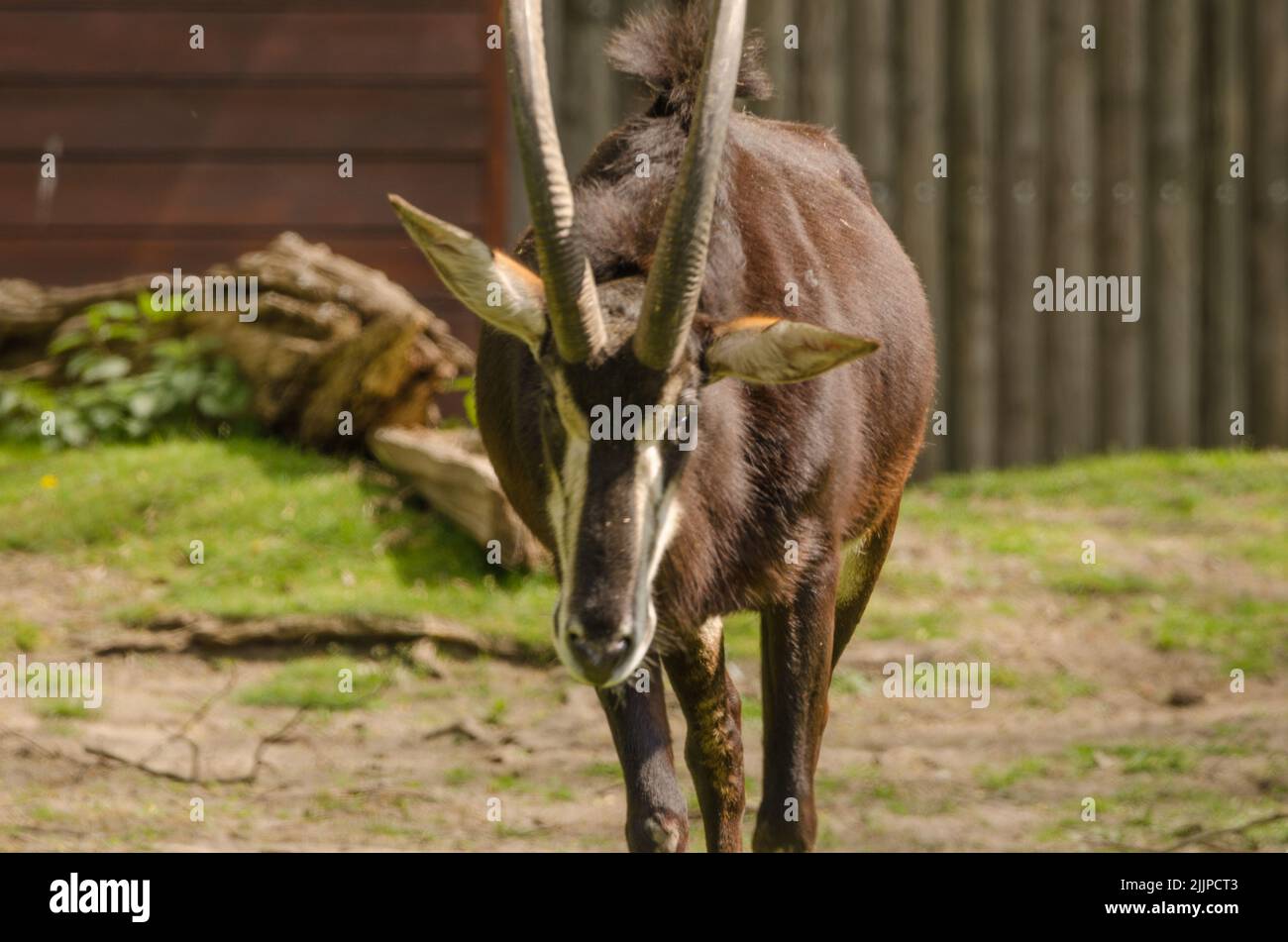 Un primo piano di un bellissimo Antelope Sable che cammina sull'erba in una fattoria Foto Stock
