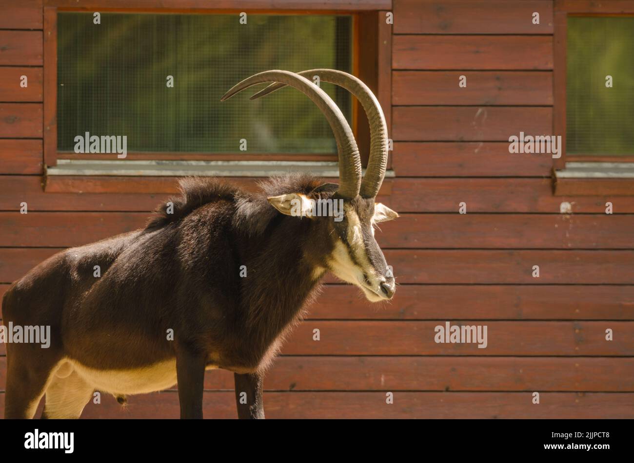Un primo piano di un bellissimo Antelope Sable che guarda in lontananza con un fienile che lo abbaia Foto Stock