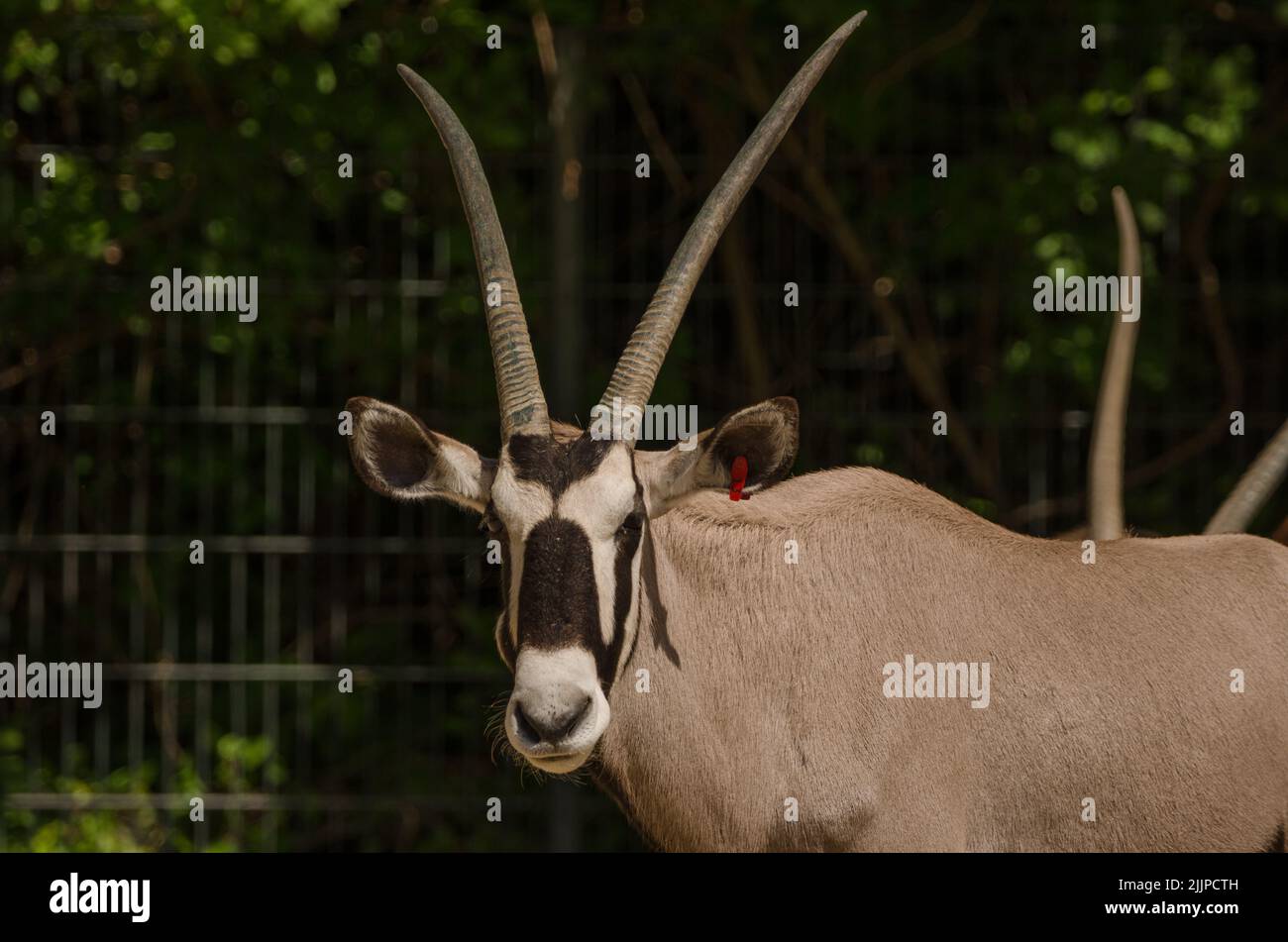 Un primo piano di una bellissima Antelope Sable con corna grandi e vegetazione lussureggiante dietro di essa Foto Stock