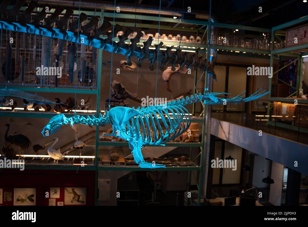 Uno scheletro animale nel Museo Nazionale delle Antichità di Leiden, nei Paesi Bassi Foto Stock