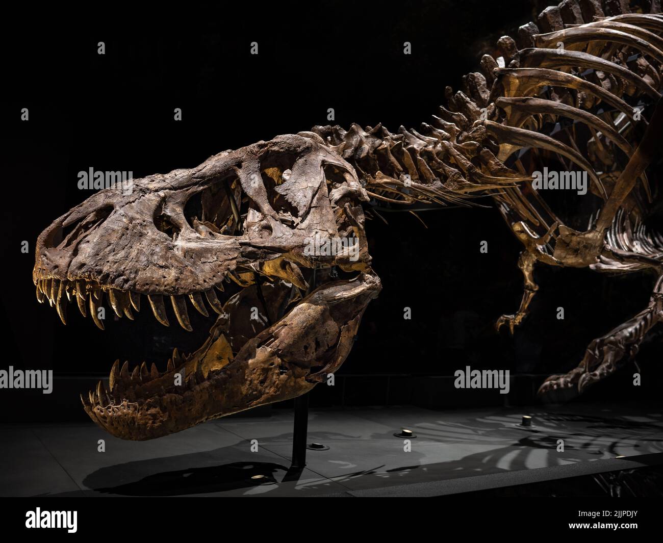 Uno scheletro di Tyrannosaurus rex nel Museo Nazionale delle Antichità di Leida, nei Paesi Bassi Foto Stock