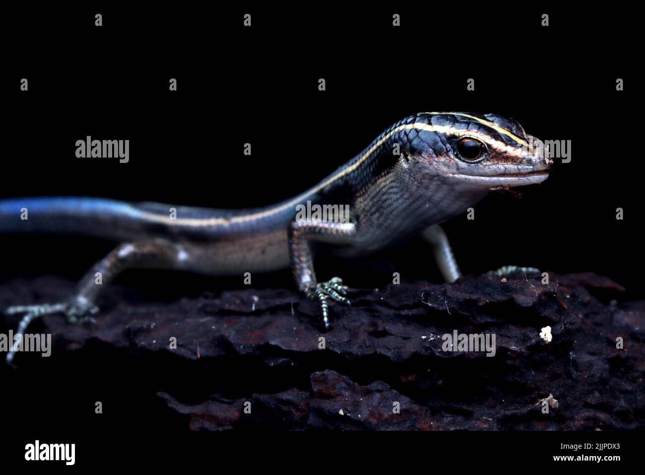 Primo piano di una pista di coda blu (Cryptoblepharus egeriae) su una roccia, Indonesia Foto Stock