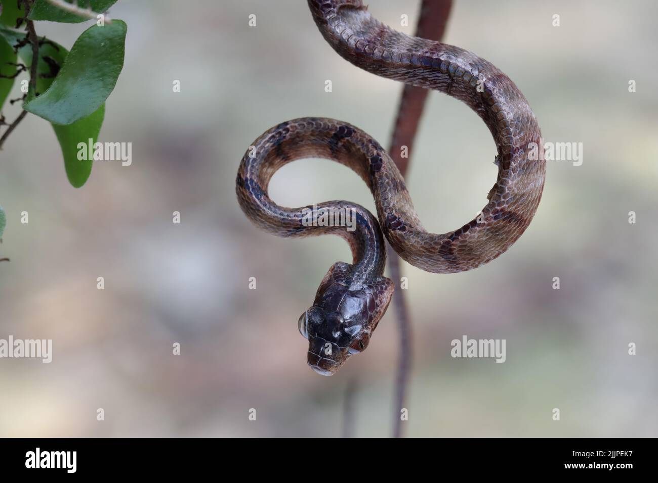 Primo piano di un serpente di gatto molto avvistato appeso capovolto, Indonesia Foto Stock