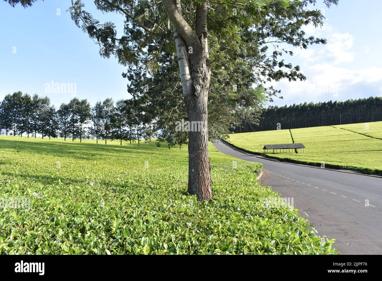 Una vista soleggiata delle piantagioni di tè con una strada che passa accanto a loro Foto Stock