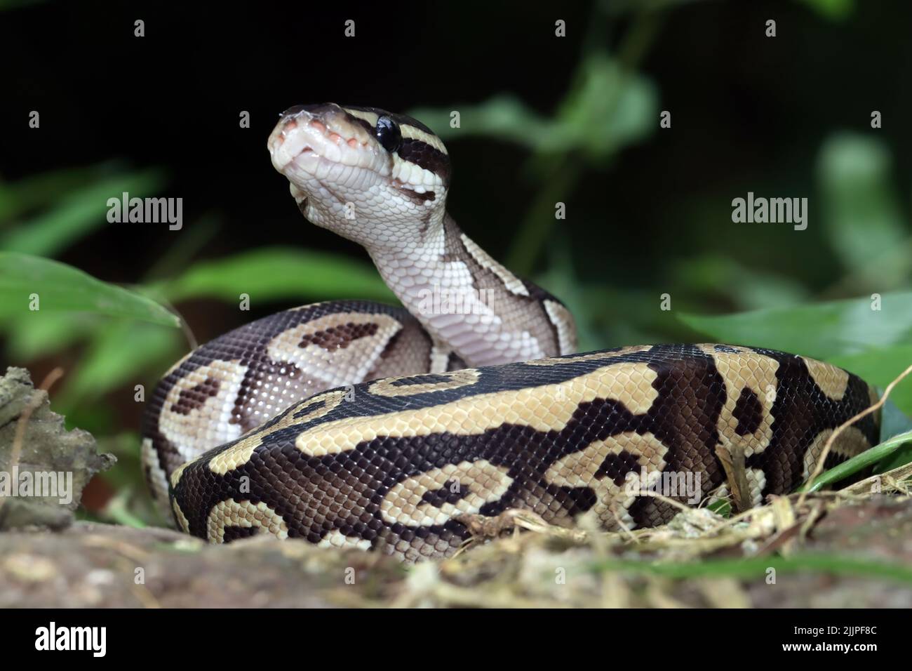 Primo piano di un python di palla arricciato, Indonesia Foto Stock
