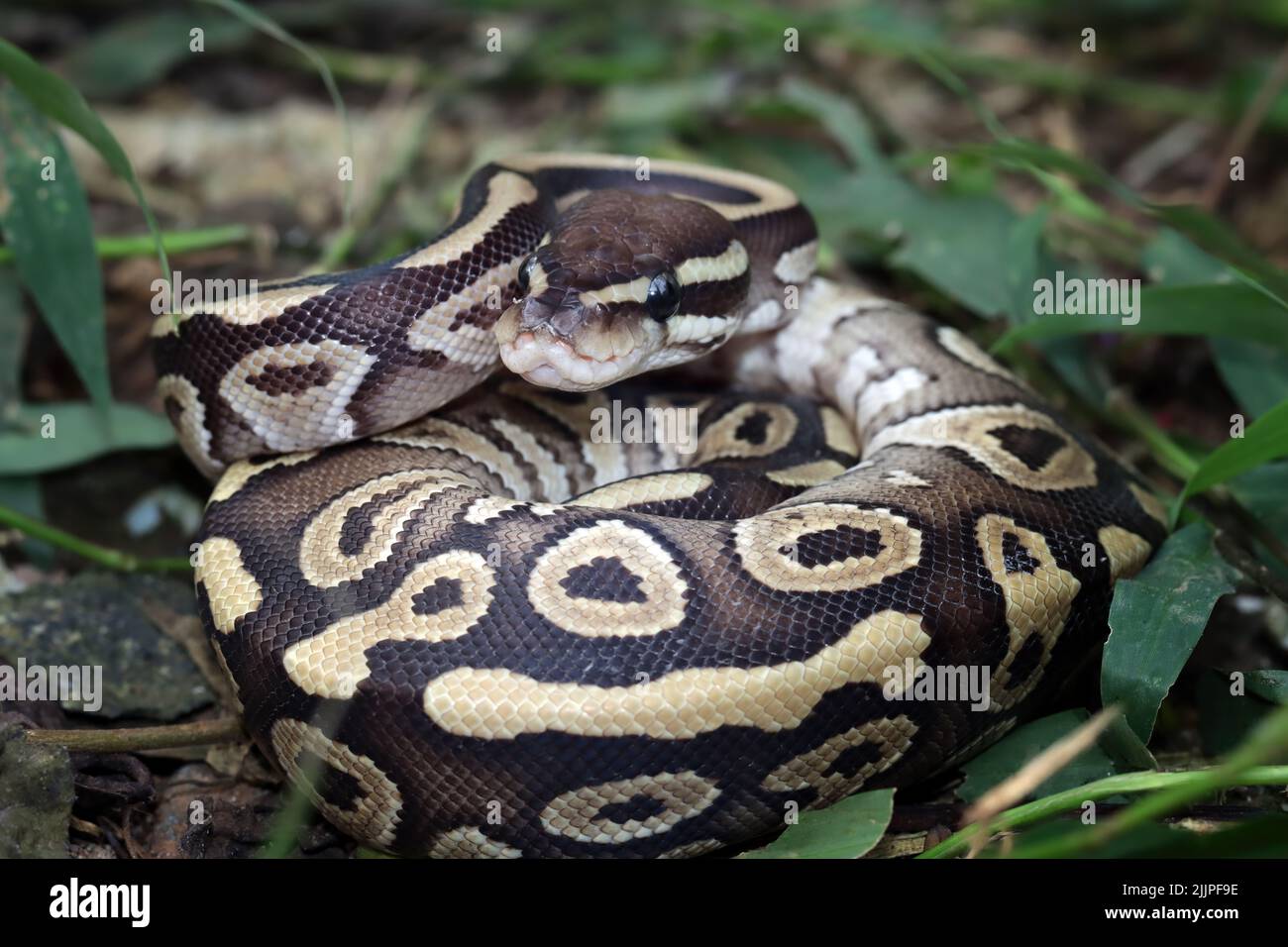 Primo piano di un python di palla arricciato, Indonesia Foto Stock