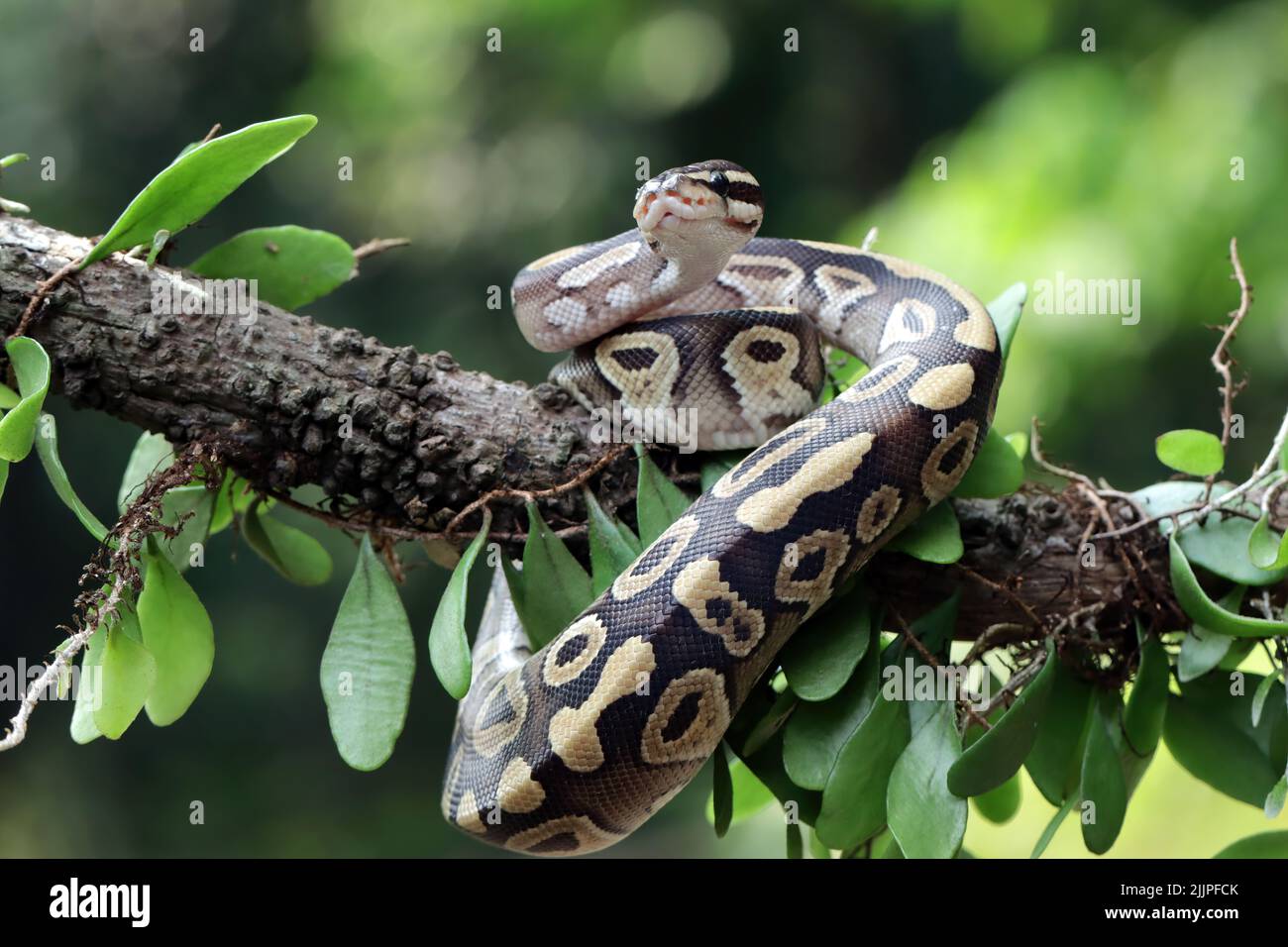 Primo piano di un python di palla su un ramo, Indonesia Foto Stock