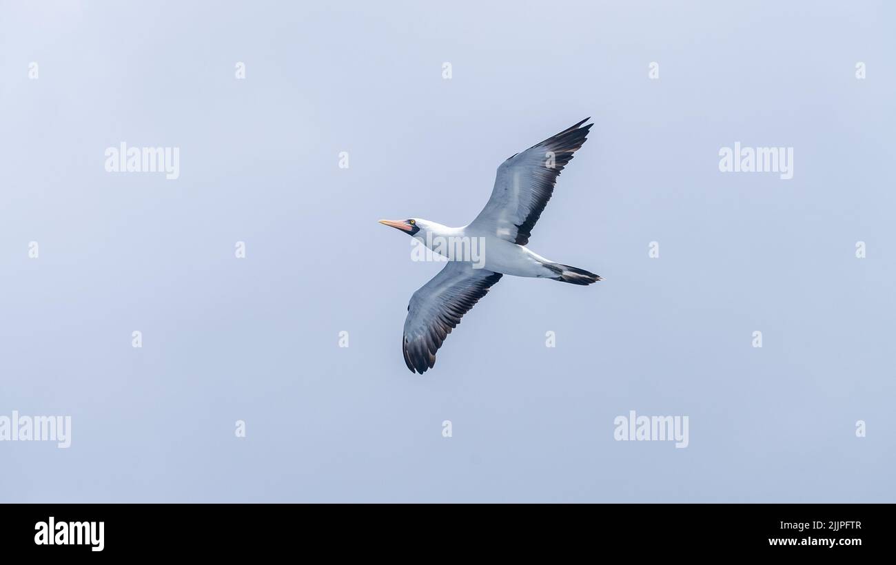 Un primo piano di un uccello volante booby contro un cielo nuvoloso Foto Stock