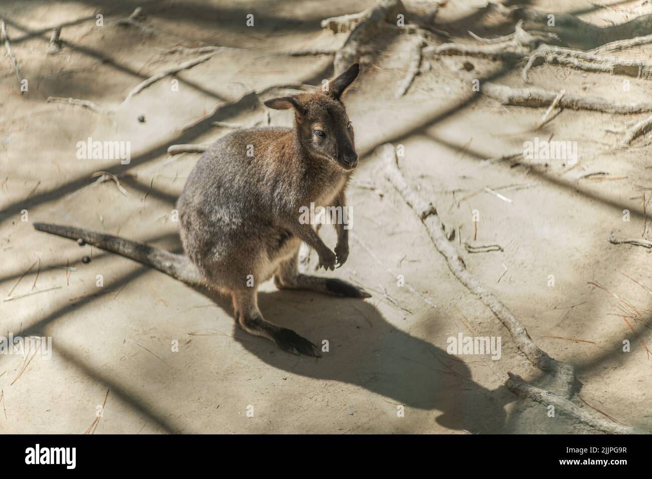 Una bella foto di un wallaby in piedi nel suo recinto allo zoo in luce solare brillante Foto Stock
