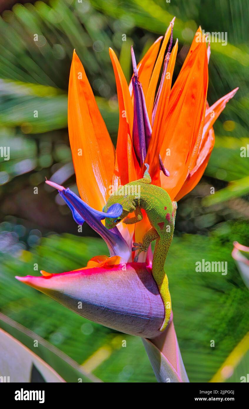 Oro polvere gecko appeso su un uccello di paradiso fiore alla ricerca di nettare. Foto Stock