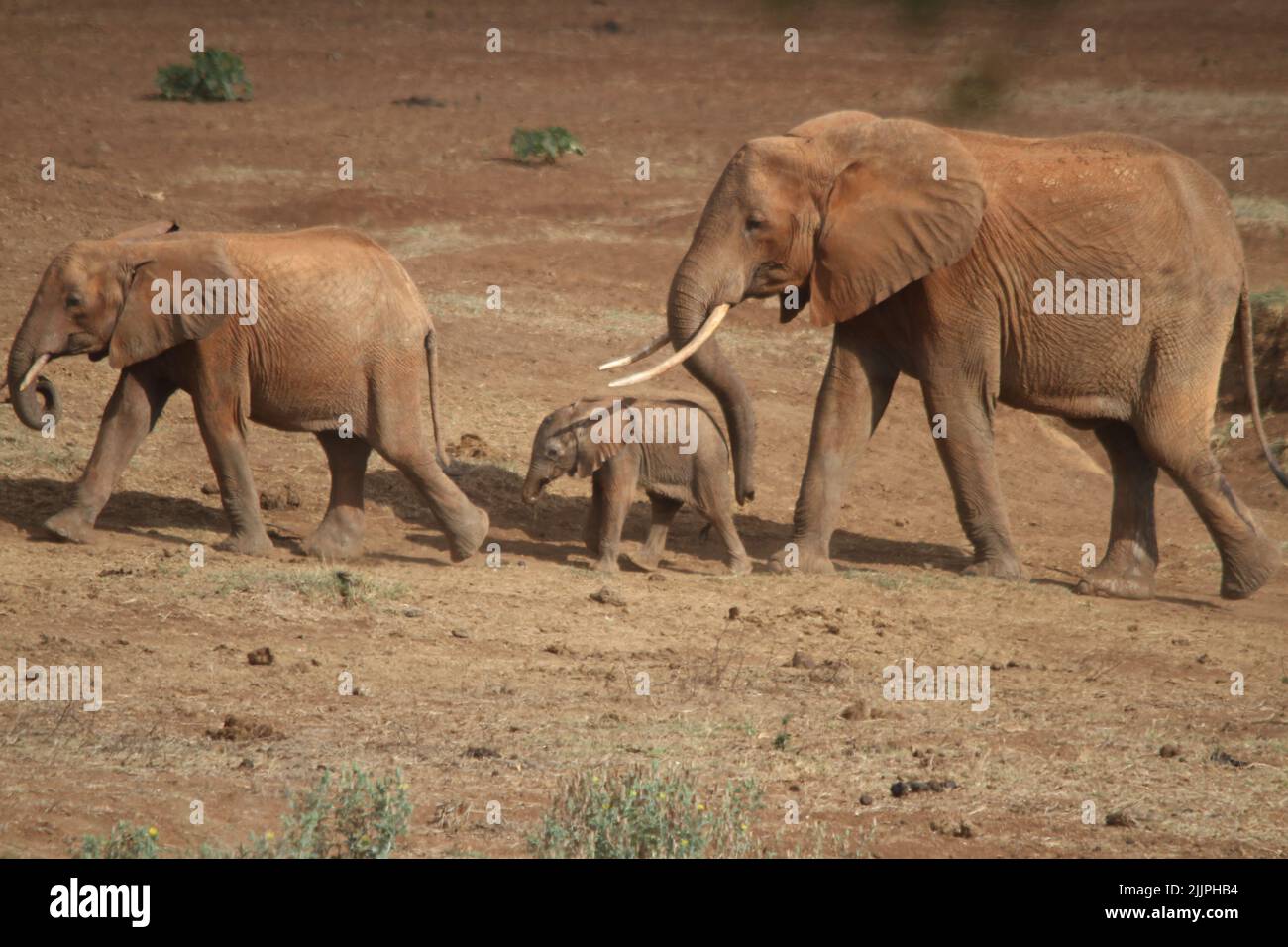 Una famiglia di elefanti che camminano insieme nel paesaggio di sabbia Foto Stock