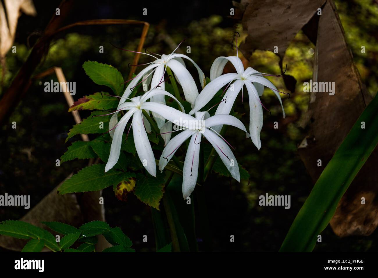 Un primo colpo dei bei fiori bianchi della palude-giglio della Florida nel giardino Foto Stock