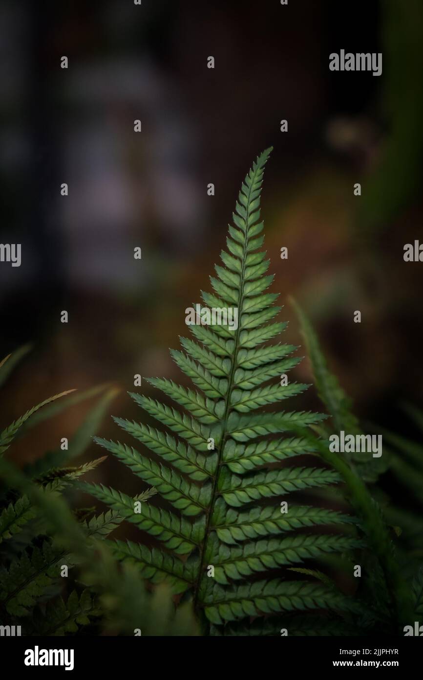 Closeup verticale di Athyrium filix-femina. Giardino Botanico di Iasi, Romania. Foto Stock