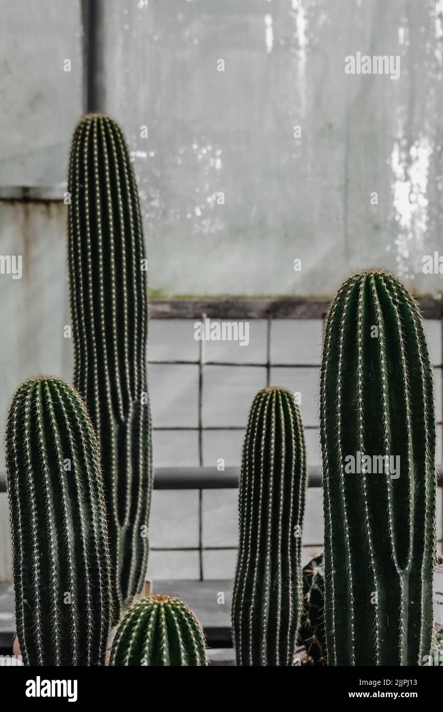 Un primo piano verticale di cactus in pentole contro le finestre. Giardino Botanico di Iasi, Romania. Foto Stock