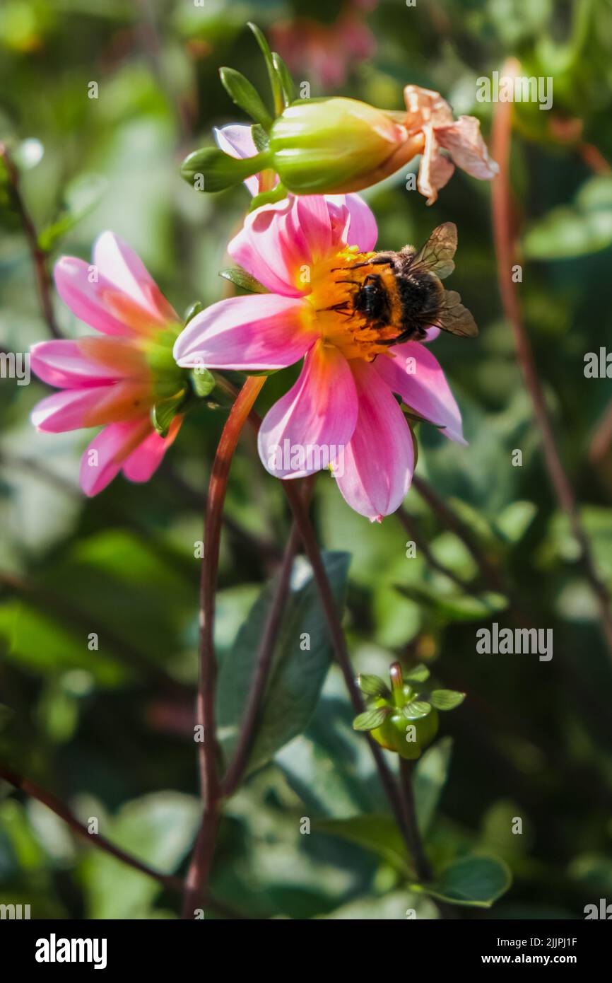 Un primo piano verticale dell'ape sui fiori. Giardino Botanico di Iasi, Romania. Foto Stock