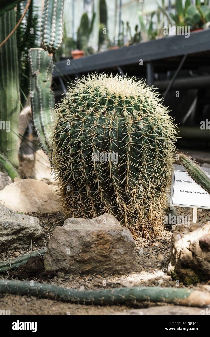 Un primo piano verticale di Echinocactus grusonii. Giardino Botanico di Iasi, Romania. Foto Stock
