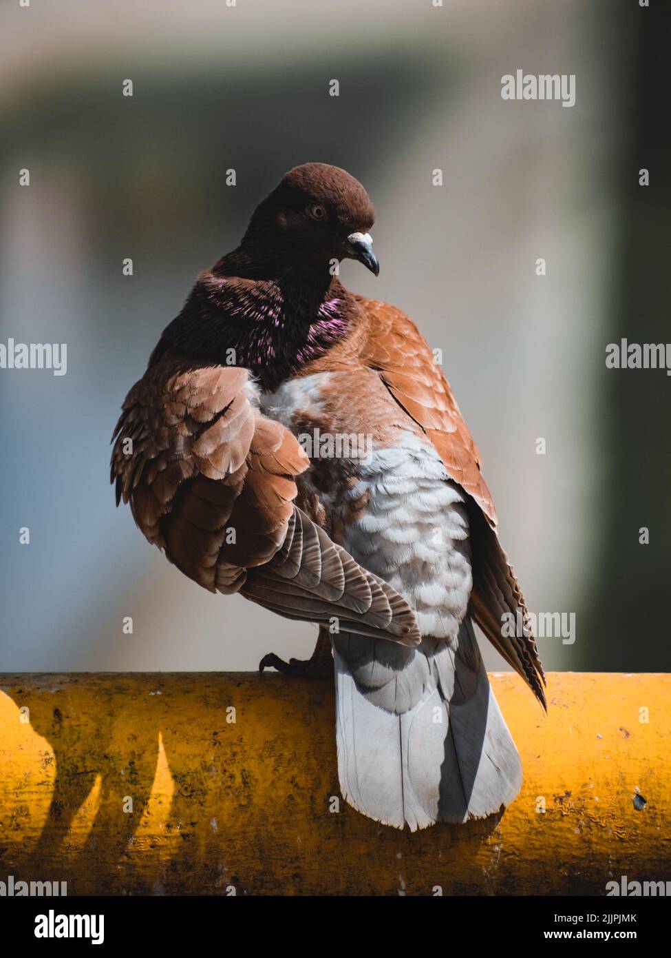 Un colpo verticale di un piccione marrone in piedi su un tubo giallo con uno sfondo sfocato Foto Stock