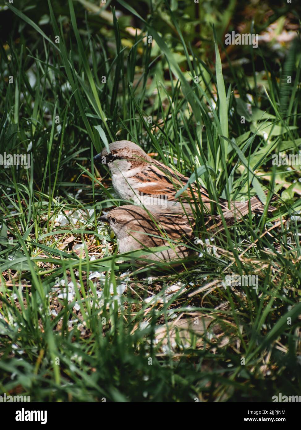 Un colpo verticale di un paio di casa marrone passeri in un prato verde Foto Stock