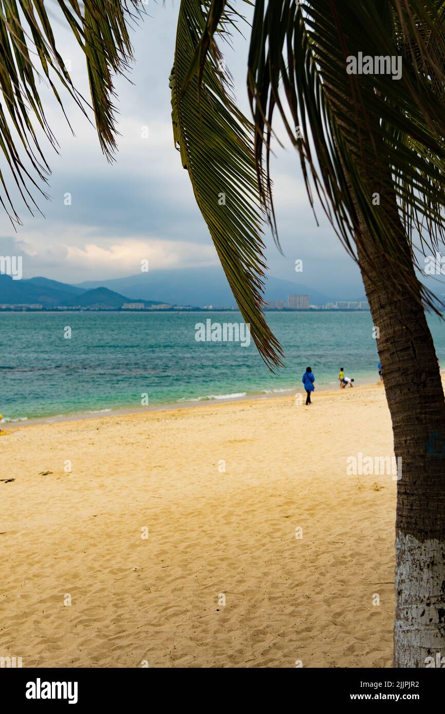 Un colpo verticale di una palma che cresce vicino alla spiaggia Foto Stock