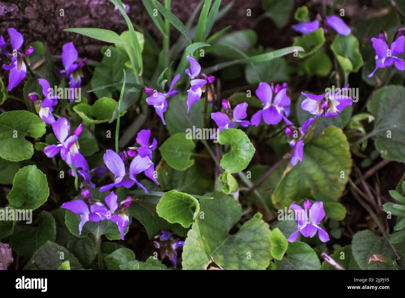 Un primo piano di violetti di legno che fioriscono nella foresta di Lasi, Romania Foto Stock